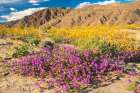 USA, California, Anza Borrego Desert State Park. Blooming verbena and goldfields flowers. Art Print